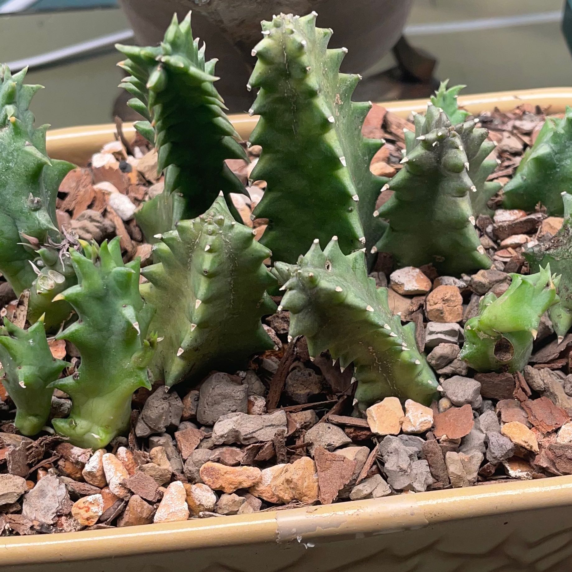 Lifesaver Cactus (Huernia zebrina) in a rectangular pot with rocky soil.