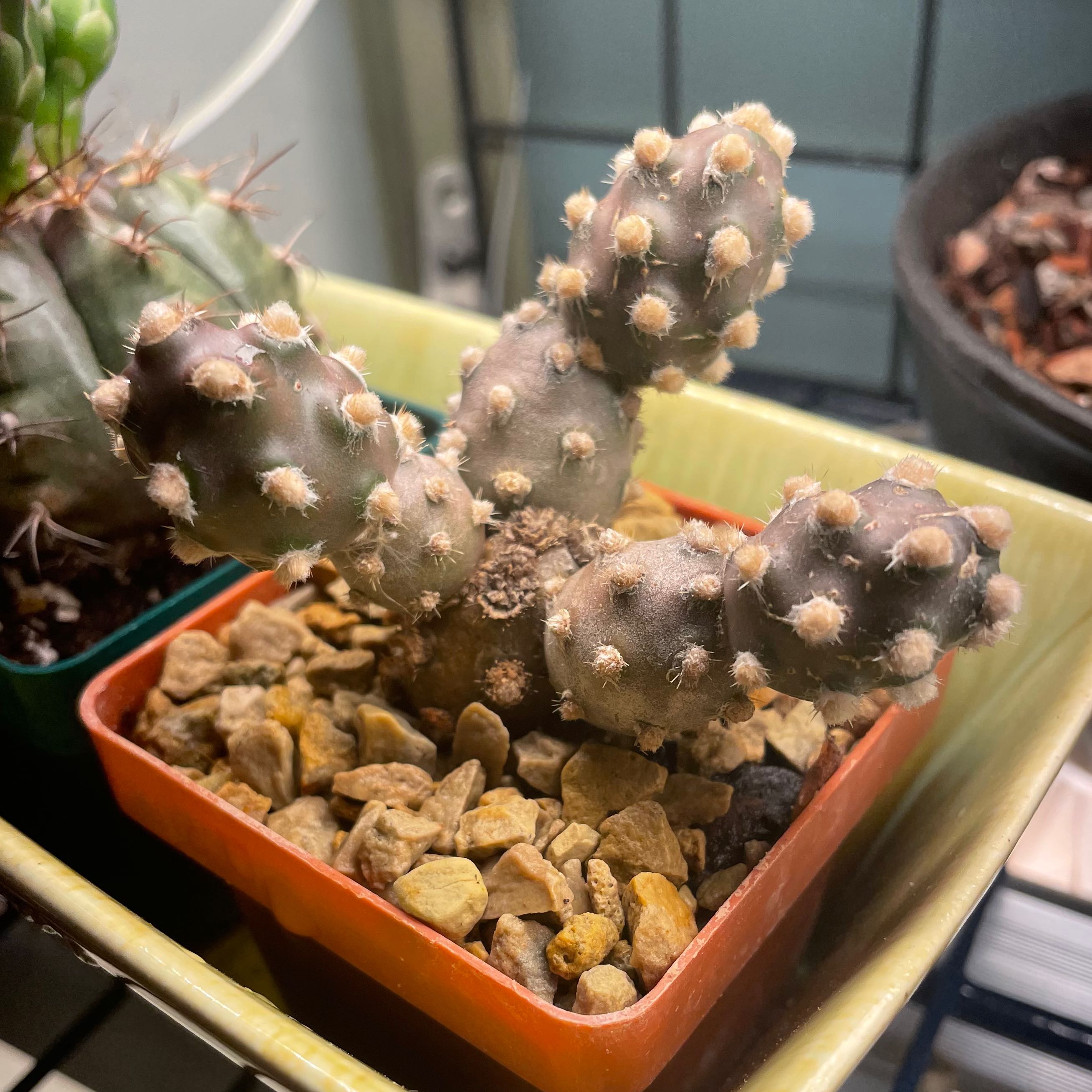 Brittle Prickly Pear cactus in a pot with rocky soil, appears healthy.