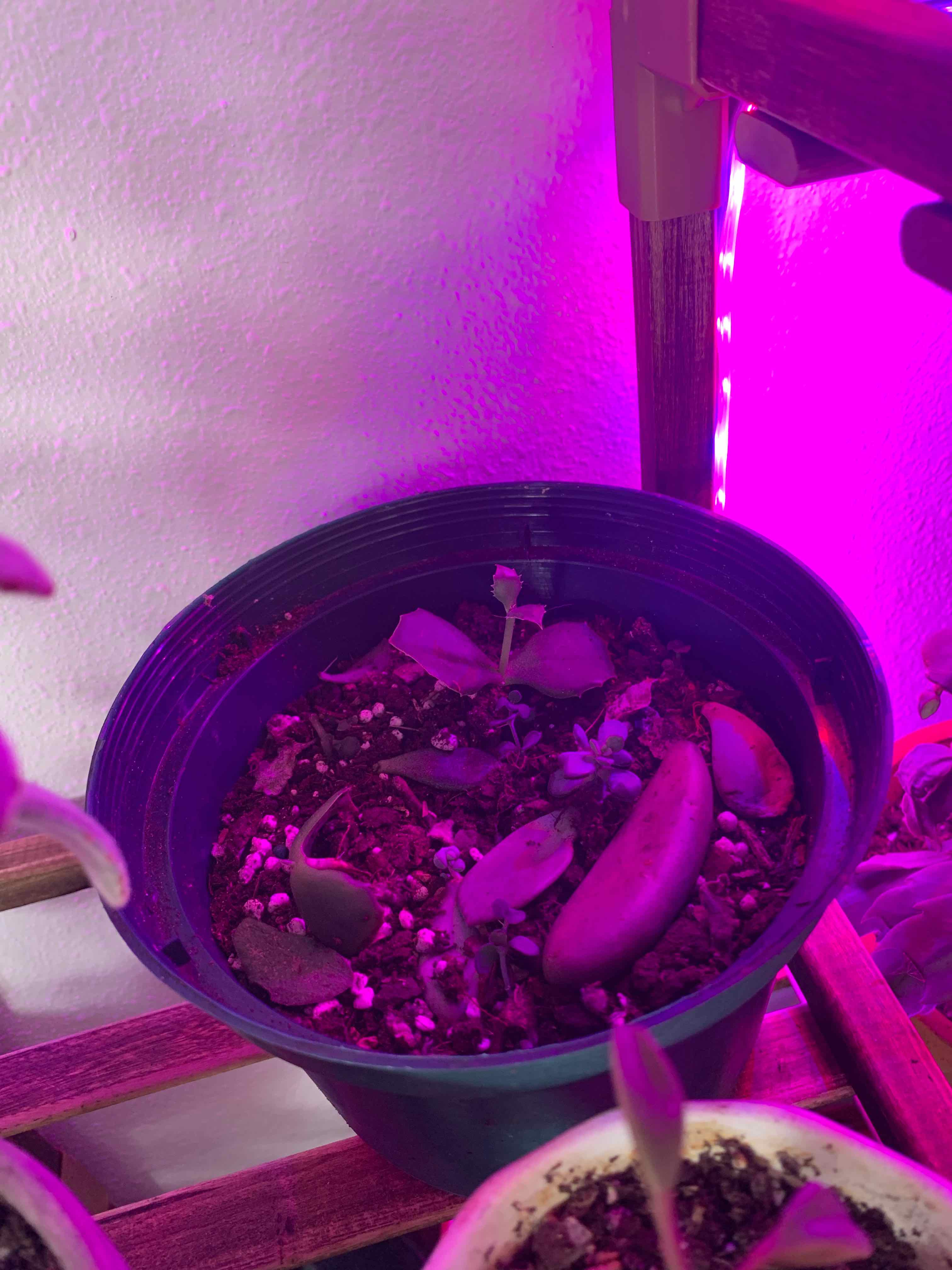 Potted Walking Kalanchoe plant under purple grow lights with visible soil.