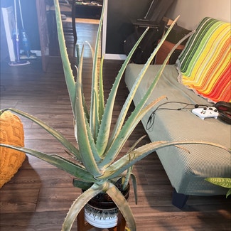 Aloe Vera plant in Parma, Ohio