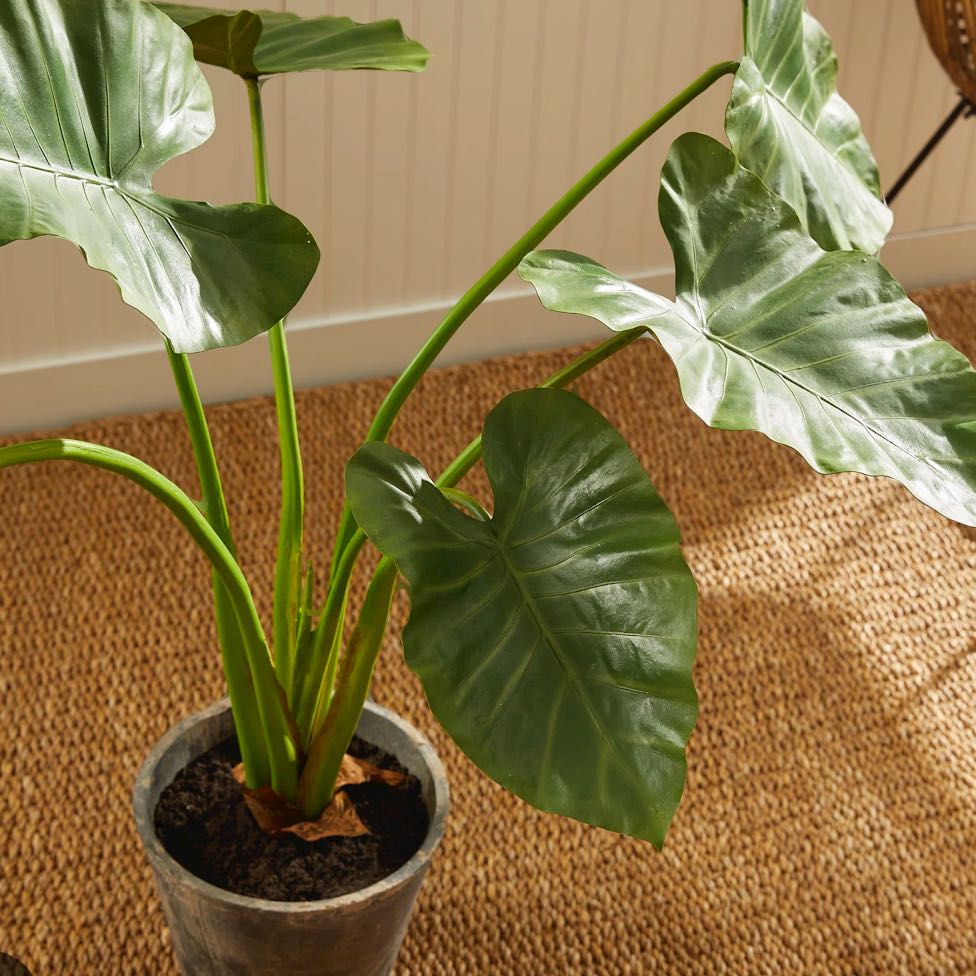 Photo of the plant species Colocasia 'Royal Hawaiian Maui Gold' by @baddieplants named Coco on Greg, the plant care app
