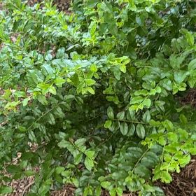 Photo of the plant species Evergreen Huckleberry by @StoutSilvertree named Messi on Greg, the plant care app