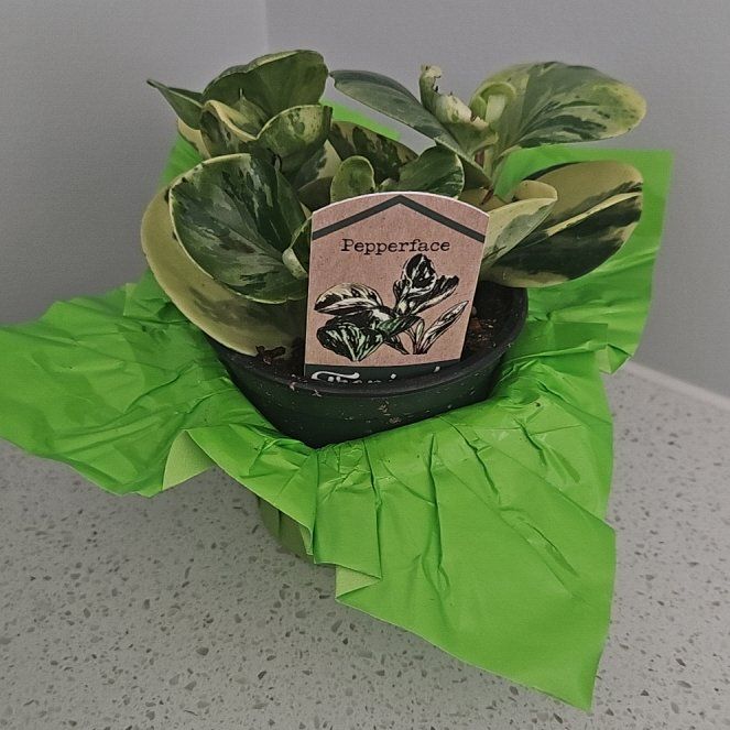 Photo of the plant species Peperface by @DaringRambutan named Pepperface on Greg, the plant care app