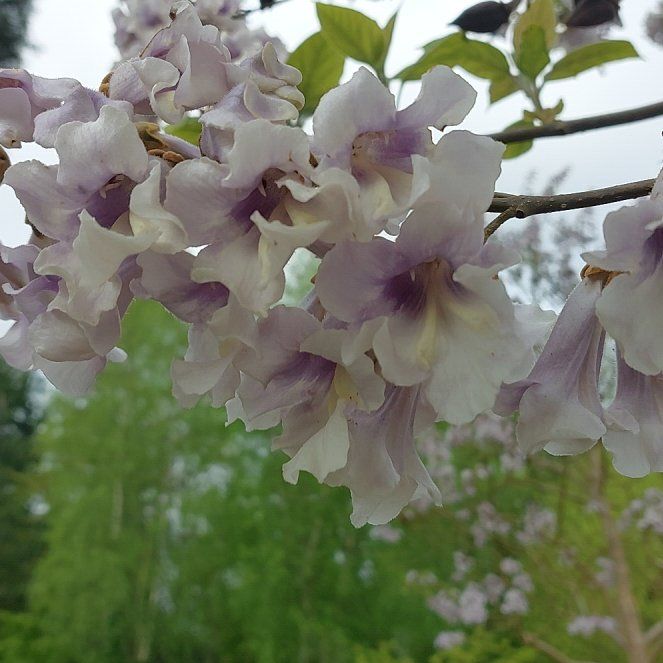 Photo of the plant species Empress Tree by @BrightHopsedge named Kesha on Greg, the plant care app
