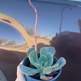 Photo of the plant species Echeveria 'Blue Sky' by @KindElaphantear named Emerson on Greg, the plant care app