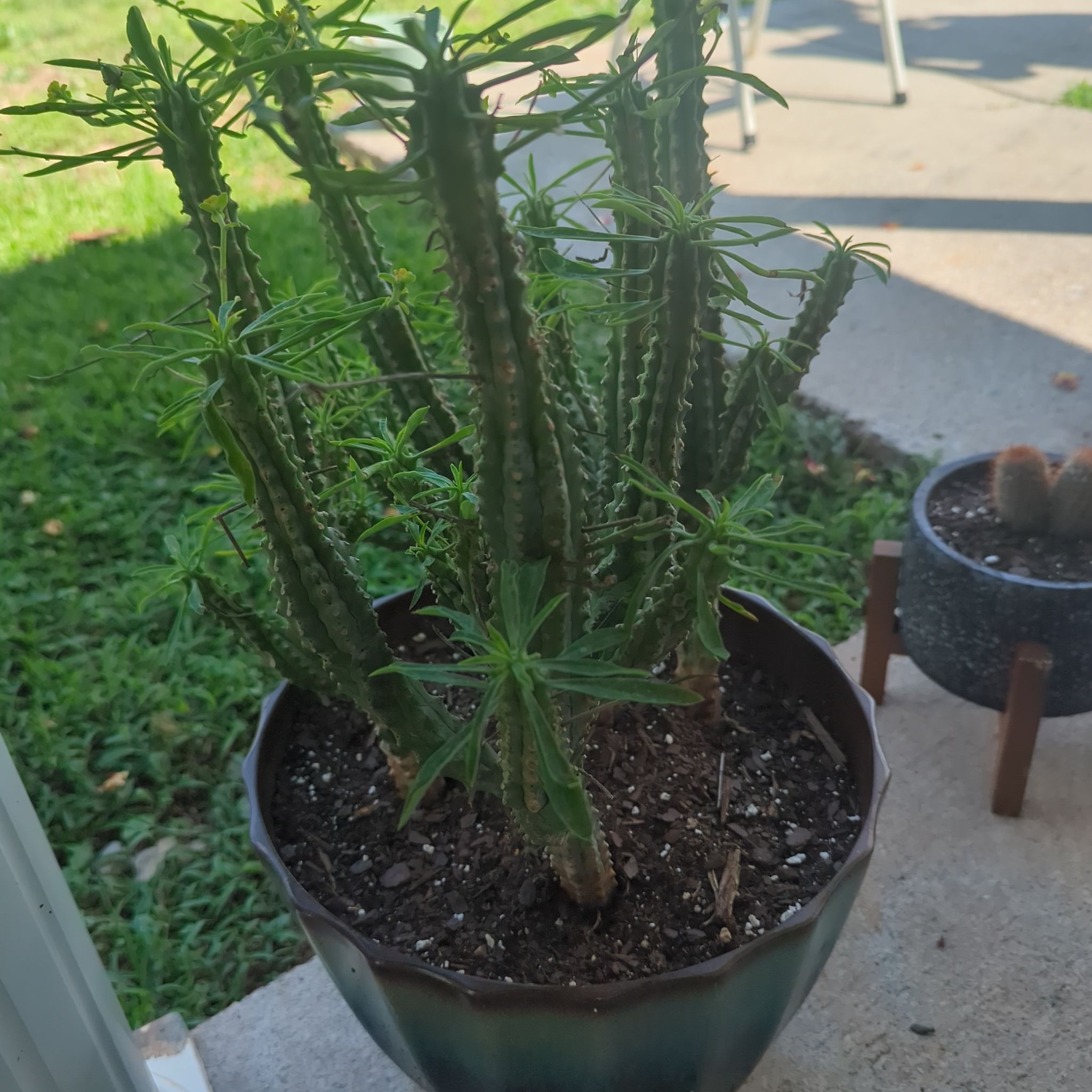 Photo of the plant species Euphorbia loricata by @QuaintSpinyrush named Baesil on Greg, the plant care app