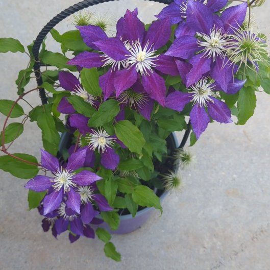 Photo of the plant species Italian Leather Flower by @QuaintSpinyrush named Shakira on Greg, the plant care app