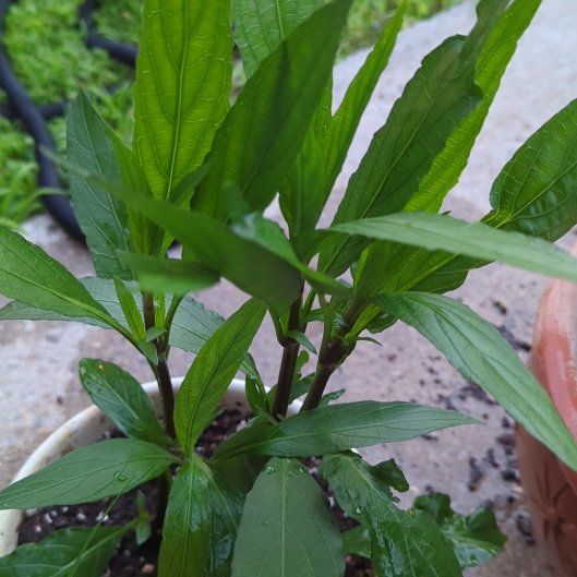 Photo of the plant species Mexican Bluebell by @QuaintSpinyrush named Elina on Greg, the plant care app