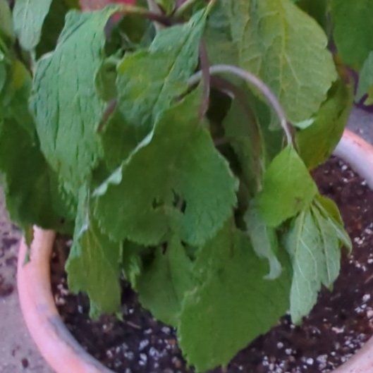 Photo of the plant species Joe Pye Weed 'JoJo' by @QuaintSpinyrush named Sahara on Greg, the plant care app