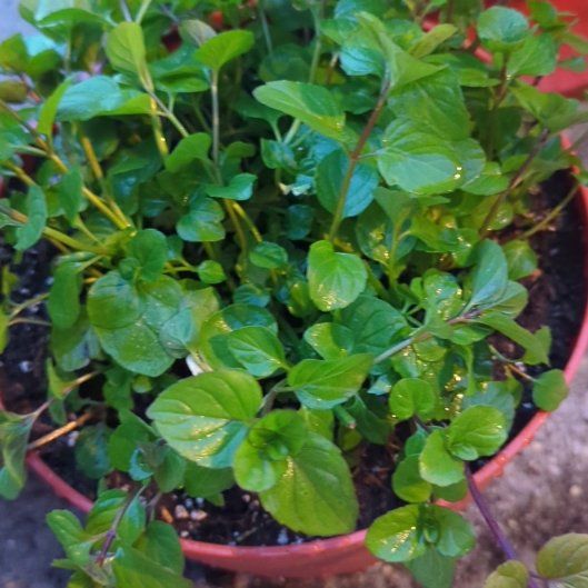 Photo of the plant species Mint by @QuaintSpinyrush named Rosa on Greg, the plant care app