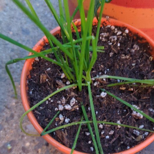 Photo of the plant species Chinese Chives by @QuaintSpinyrush named Terra on Greg, the plant care app