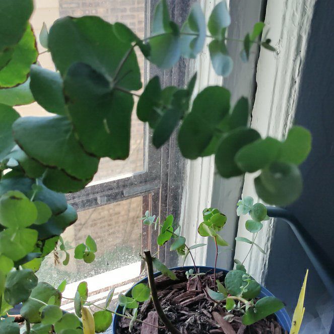 Photo of the plant species Silver Drop Eucalyptus by @UndeniableFern named Fernie Saunders on Greg, the plant care app