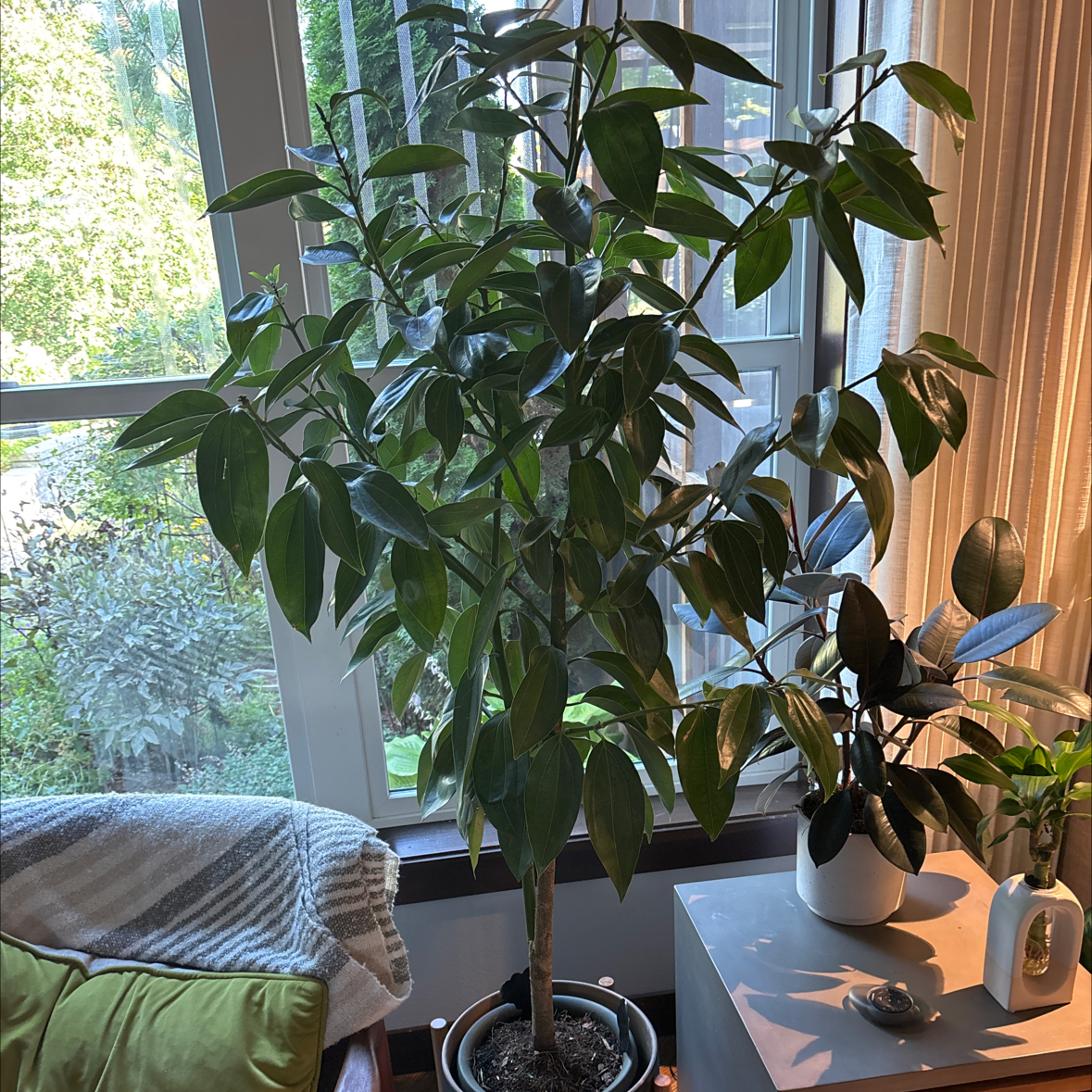 Photo of the plant species Cinnamon Tree by @RightfulHoya named Cinnamonny on Greg, the plant care app