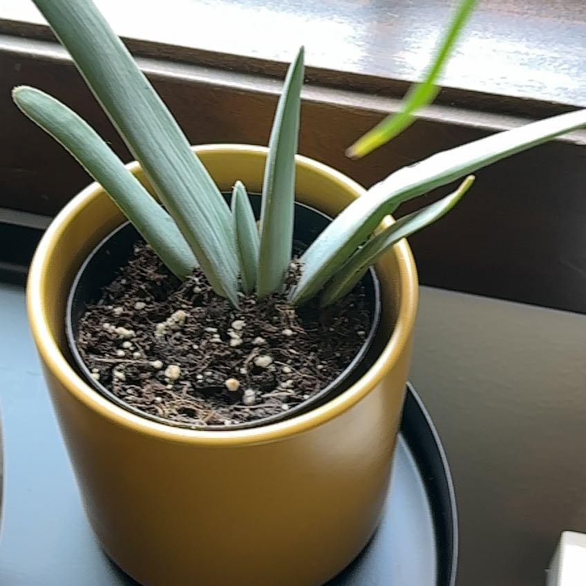 Photo of the plant species Fan Aloe by @RightfulHoya named Aloe Avera on Greg, the plant care app