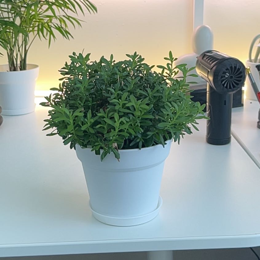 Photo of the plant species blue daisy bush by @SkilledSandleek named Nithin on Greg, the plant care app