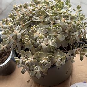 Photo of the plant species Dunce Cap by @FastHebestricta named Hephaestus on Greg, the plant care app