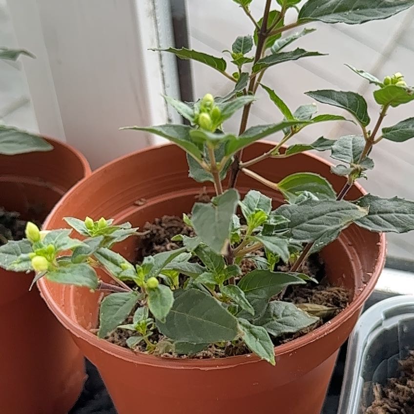 Photo of the plant species Hardy Upright Fuchsia by @FastHebestricta named Iris on Greg, the plant care app