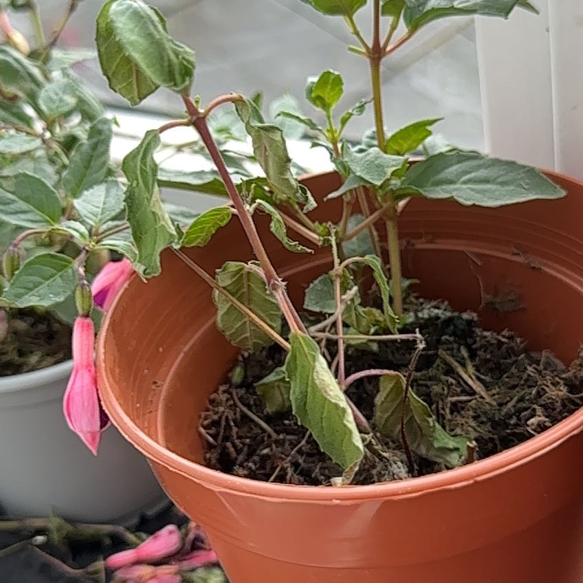 Photo of the plant species Hardy Upright Fuchsia by @FastHebestricta named Hera on Greg, the plant care app