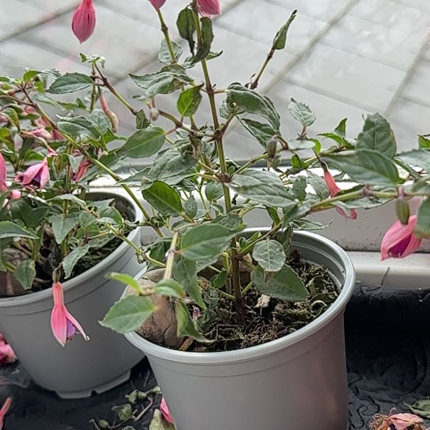 Photo of the plant species Glaziou's Fuchsia by @FastHebestricta named Athena on Greg, the plant care app
