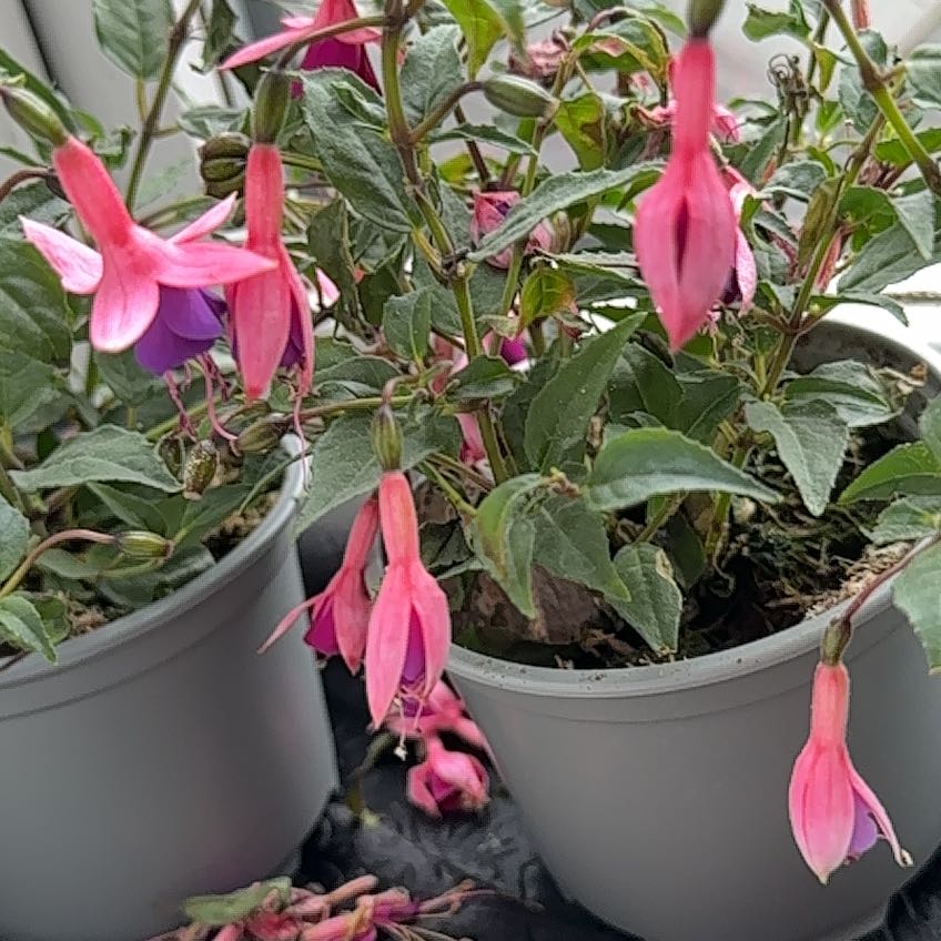 Photo of the plant species Glaziou's Fuchsia by @FastHebestricta named Demeter on Greg, the plant care app