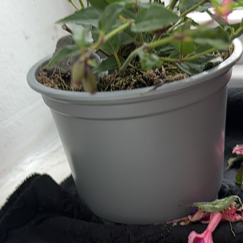 Photo of the plant species Glaziou's Fuchsia by @FastHebestricta named Zues on Greg, the plant care app