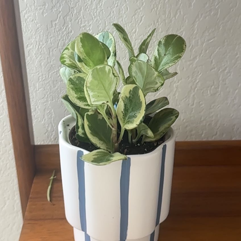 Photo of the plant species Moonlight Peperomia by @QueenCanadalily named Scarlett on Greg, the plant care app