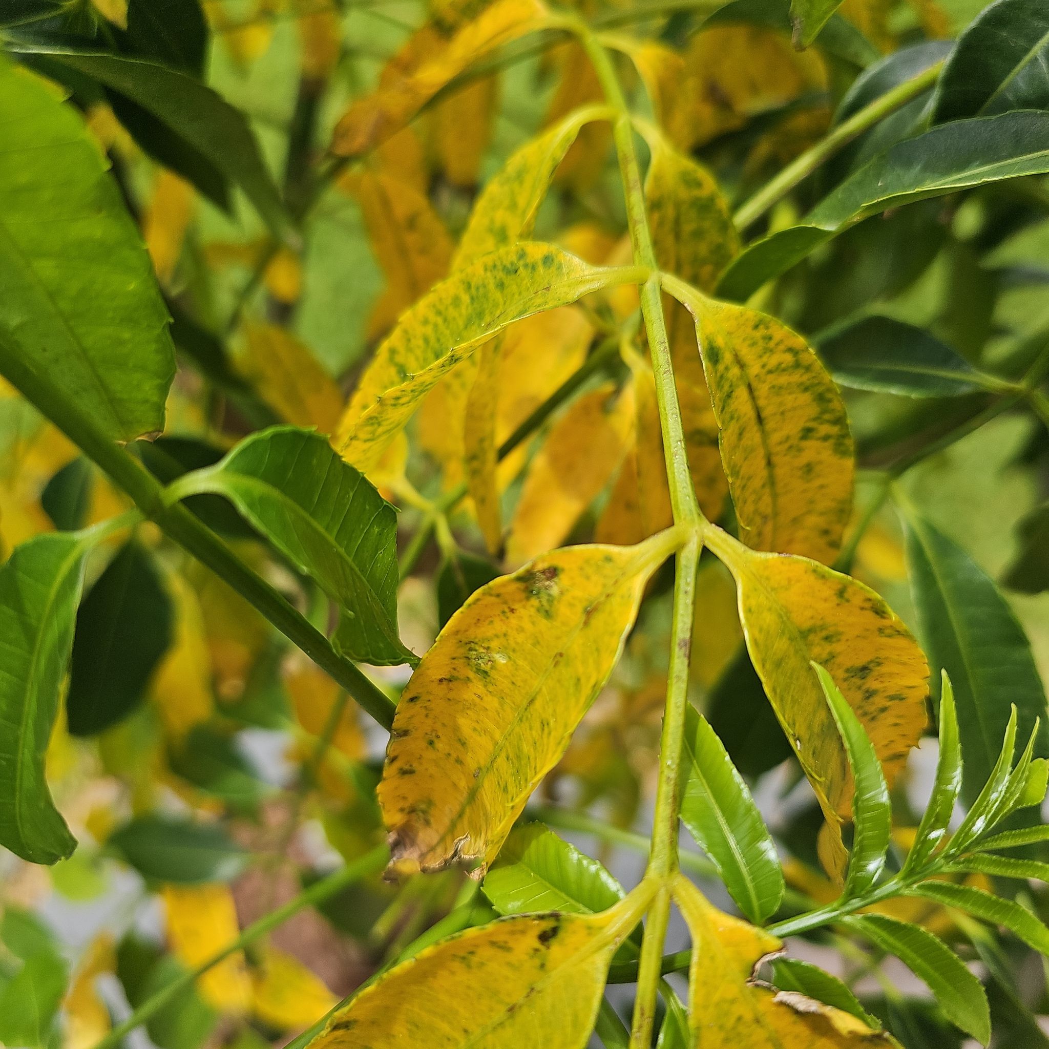 Photo of the plant species June plum by @BigwigFrogfruit named June Plum on Greg, the plant care app