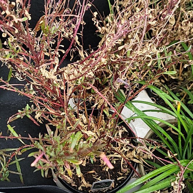 Photo of the plant species Gaura by @MaestroBluehaze named Leonardo on Greg, the plant care app