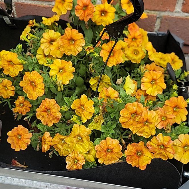 Photo of the plant species Wild Petunia by @MaestroBluehaze named Forrest on Greg, the plant care app