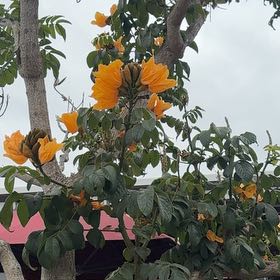 Photo of the plant species African Tuliptree by @ManlyHoyaburma named Foxxy on Greg, the plant care app