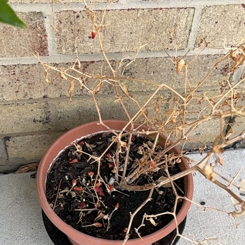 Photo of the plant species chilli by @SpiffyBlusher named Messi on Greg, the plant care app