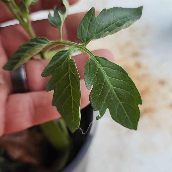 Plant care for Sacred Garlic Pear on Greg, the plant care app