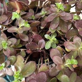 Photo of the plant species Wild Stonecrop by @DylDale named Kobe on Greg, the plant care app