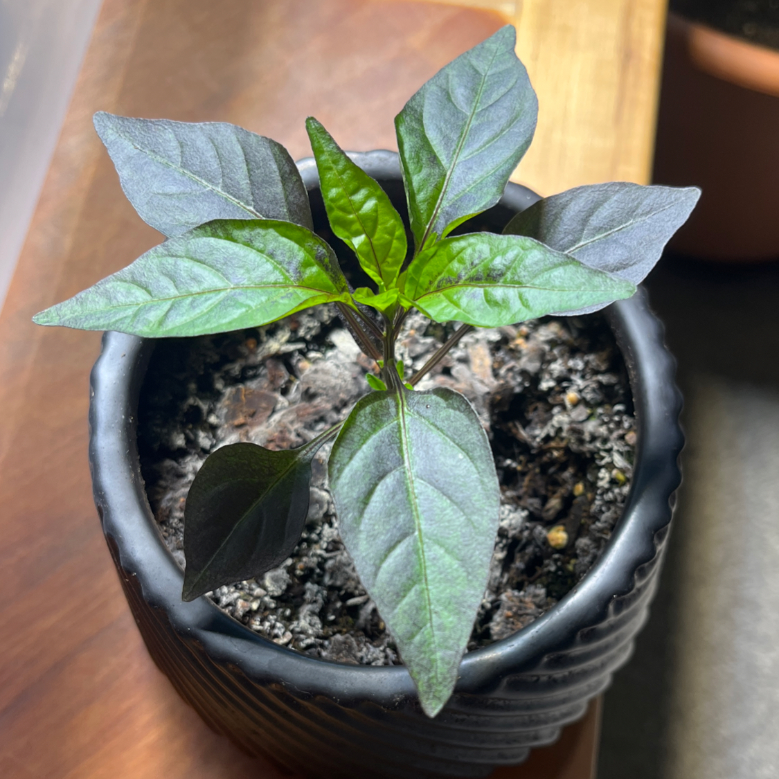Photo of the plant species Bolivian Rainbow Pepper by @ThePlantOffice named Bolivian Rainbow on Greg, the plant care app