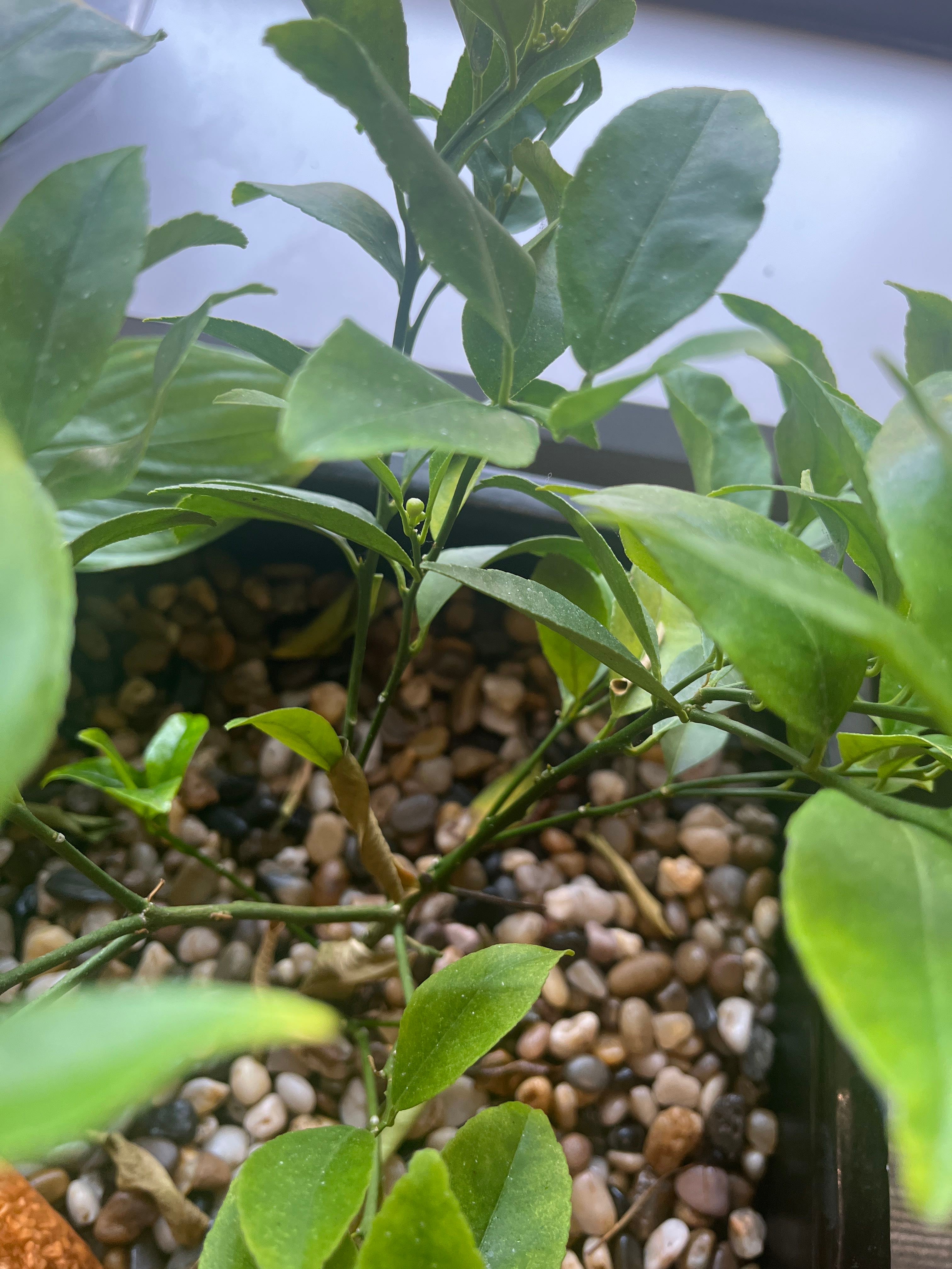 🍋 How to Fix Black Spots on Your Valley Lemon