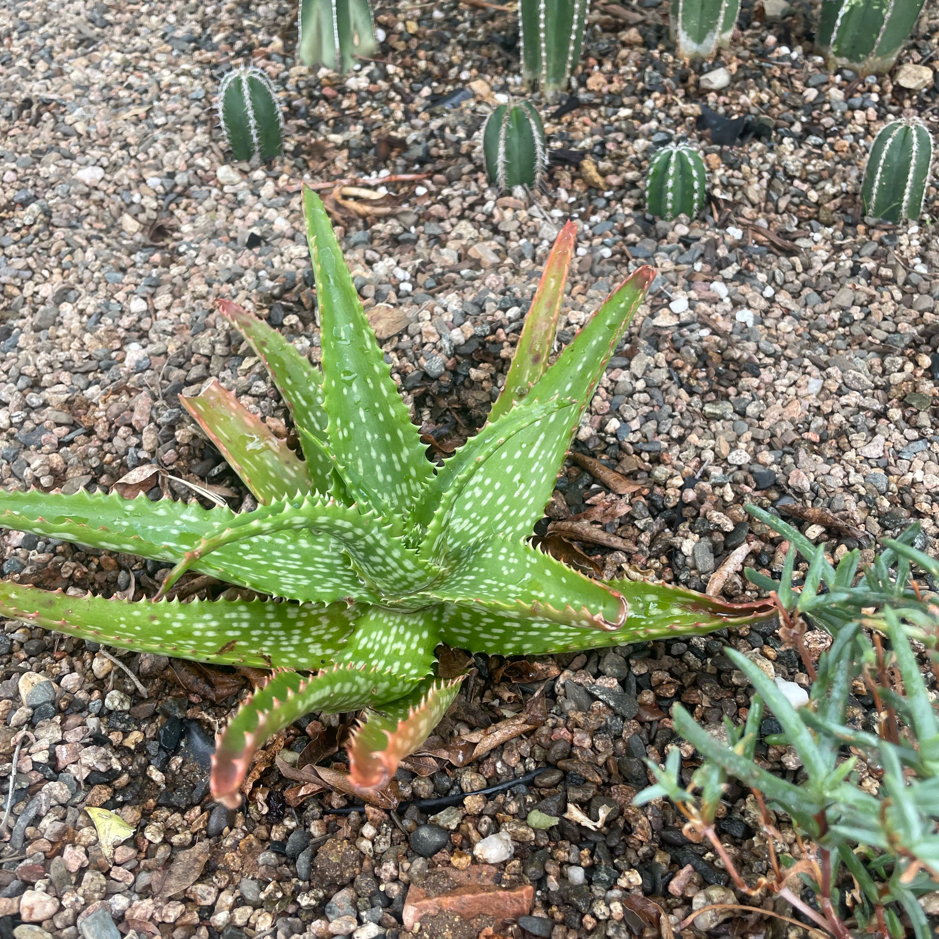 Photo of the plant species Marianne D'Asti Super Red Aloe by @YeveStarburst named Ulysses S Plant on Greg, the plant care app