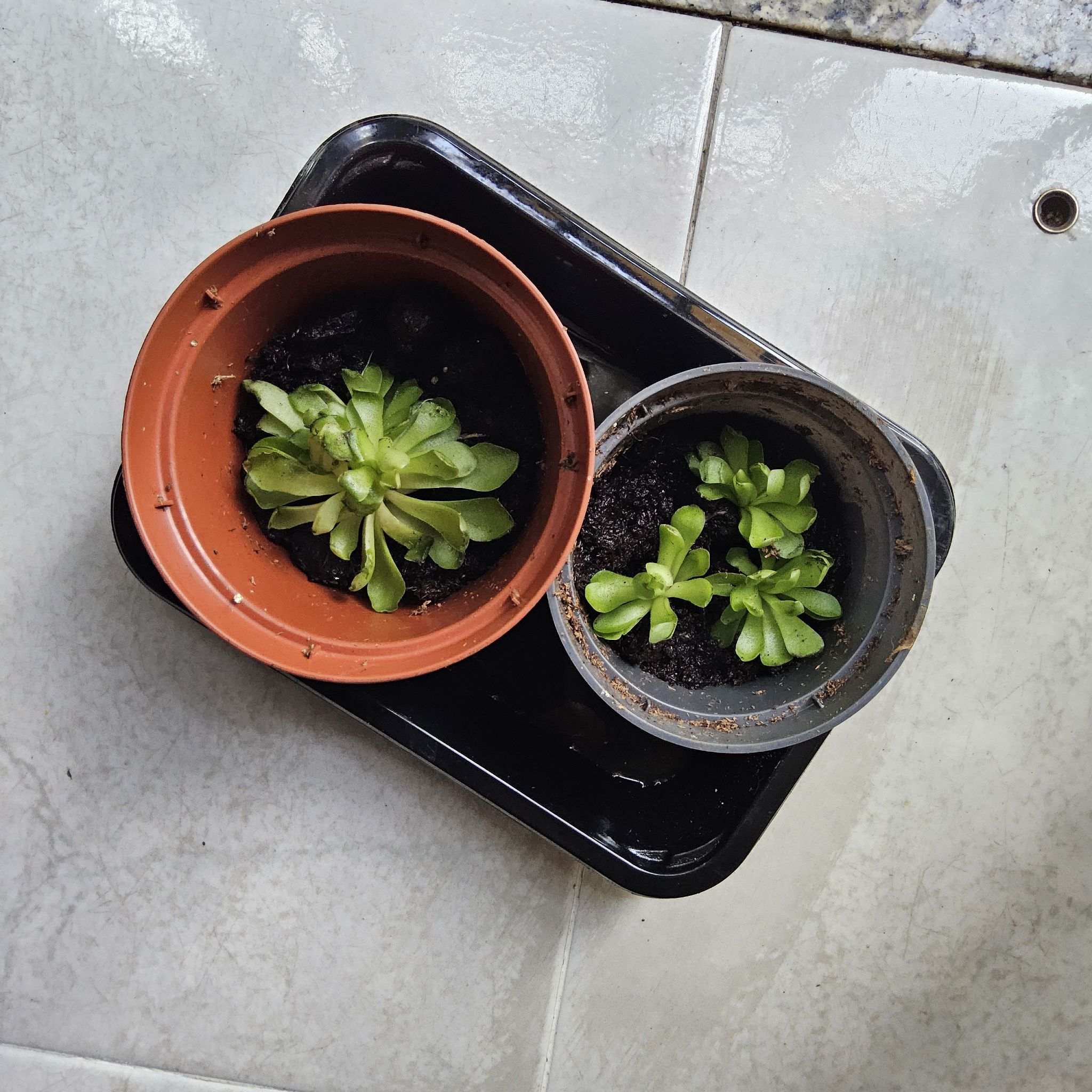 Photo of the plant species Weser Butterwort by @ManlyPinetree named Einstein on Greg, the plant care app