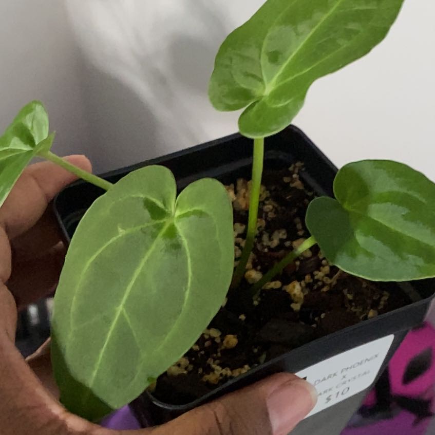 Photo of the plant species Anthurium Dark Phoenix x RG Dressleri by @IndigoLily named Sproutacus on Greg, the plant care app
