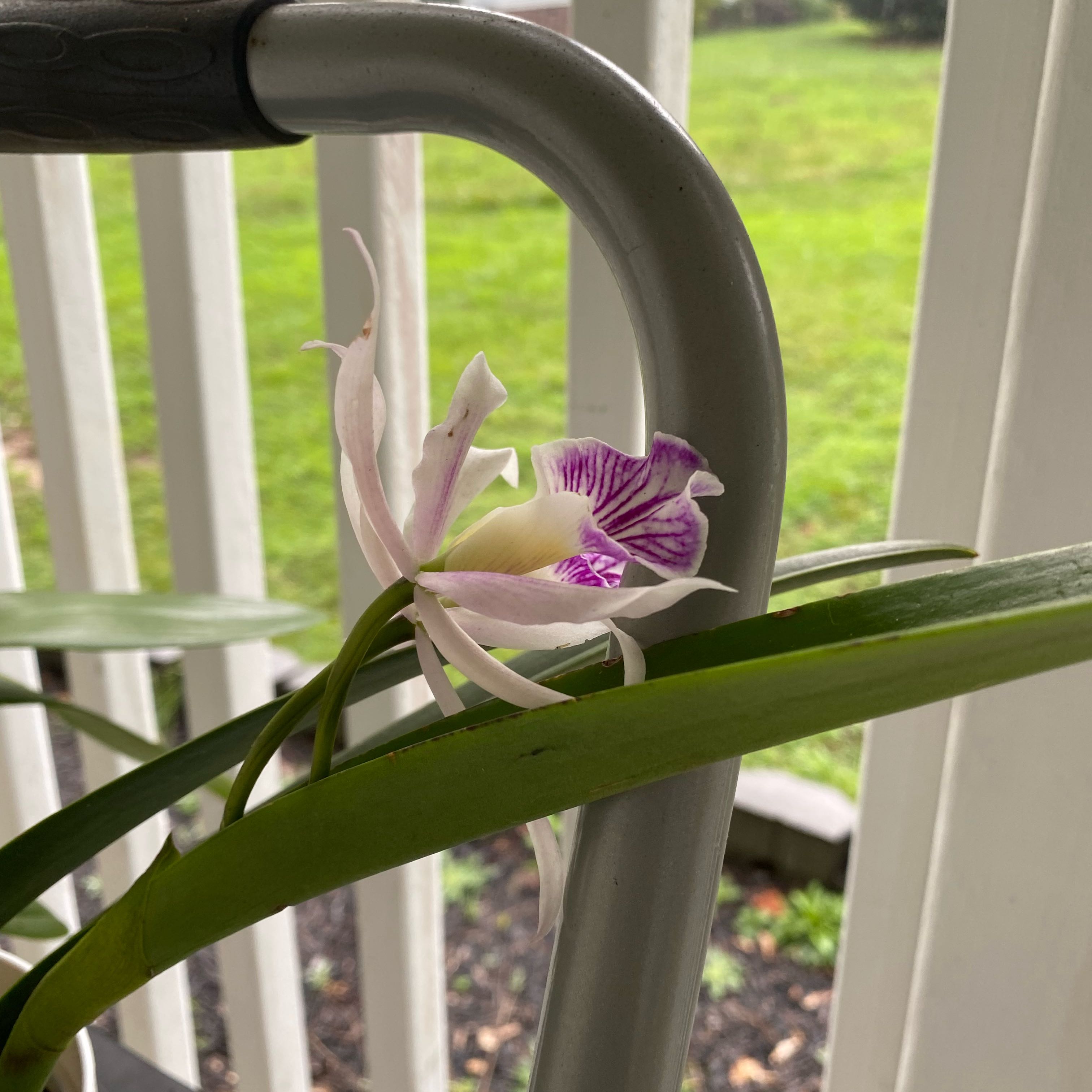 Photo of the plant species Brassocattleya by @IndigoLily named Khaleesi on Greg, the plant care app