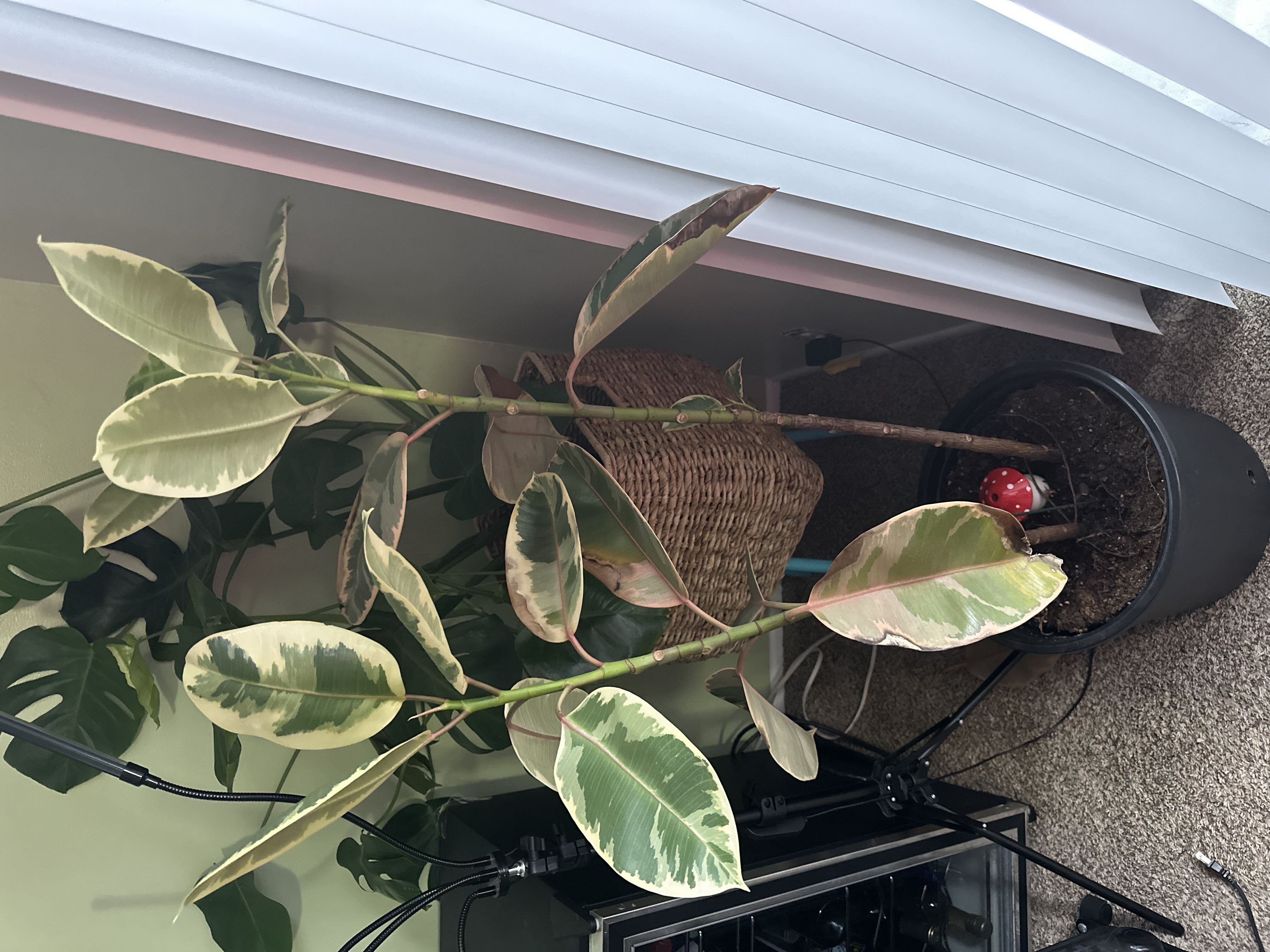 Finicky Ficus??