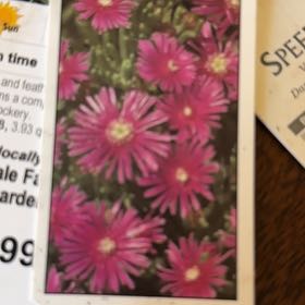 Photo of the plant species Iceplant by @SteadyCamphor named Fernie Mac on Greg, the plant care app