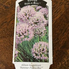 Photo of the plant species Summer Beauty by @SteadyCamphor named Mochi on Greg, the plant care app