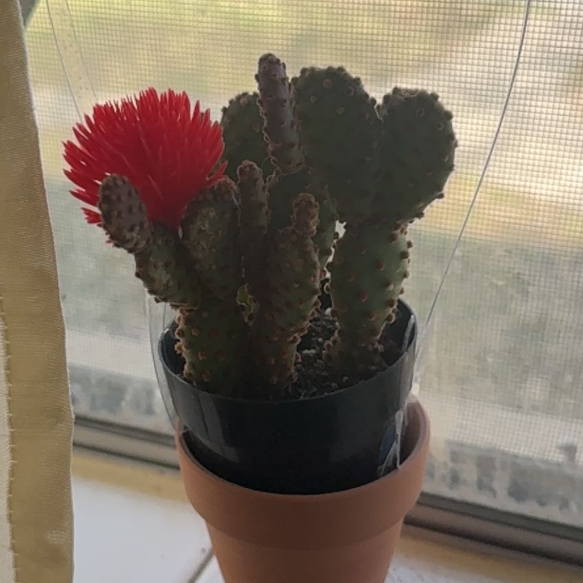 Photo of the plant species Bakersfield Beavertail Cactus by @MFBOPlants named da Vinci on Greg, the plant care app
