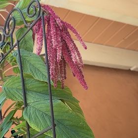 Photo of the plant species Kiwicha by @JuicySandcherry named Mollie on Greg, the plant care app