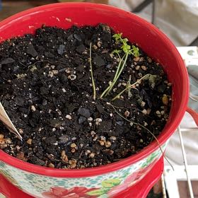 Photo of the plant species Curly (Common) Parsley by @BoldLentenrose named Parsley on Greg, the plant care app