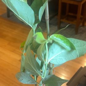 Photo of the plant species parijat plant by @ModelPeachtree named Harper on Greg, the plant care app
