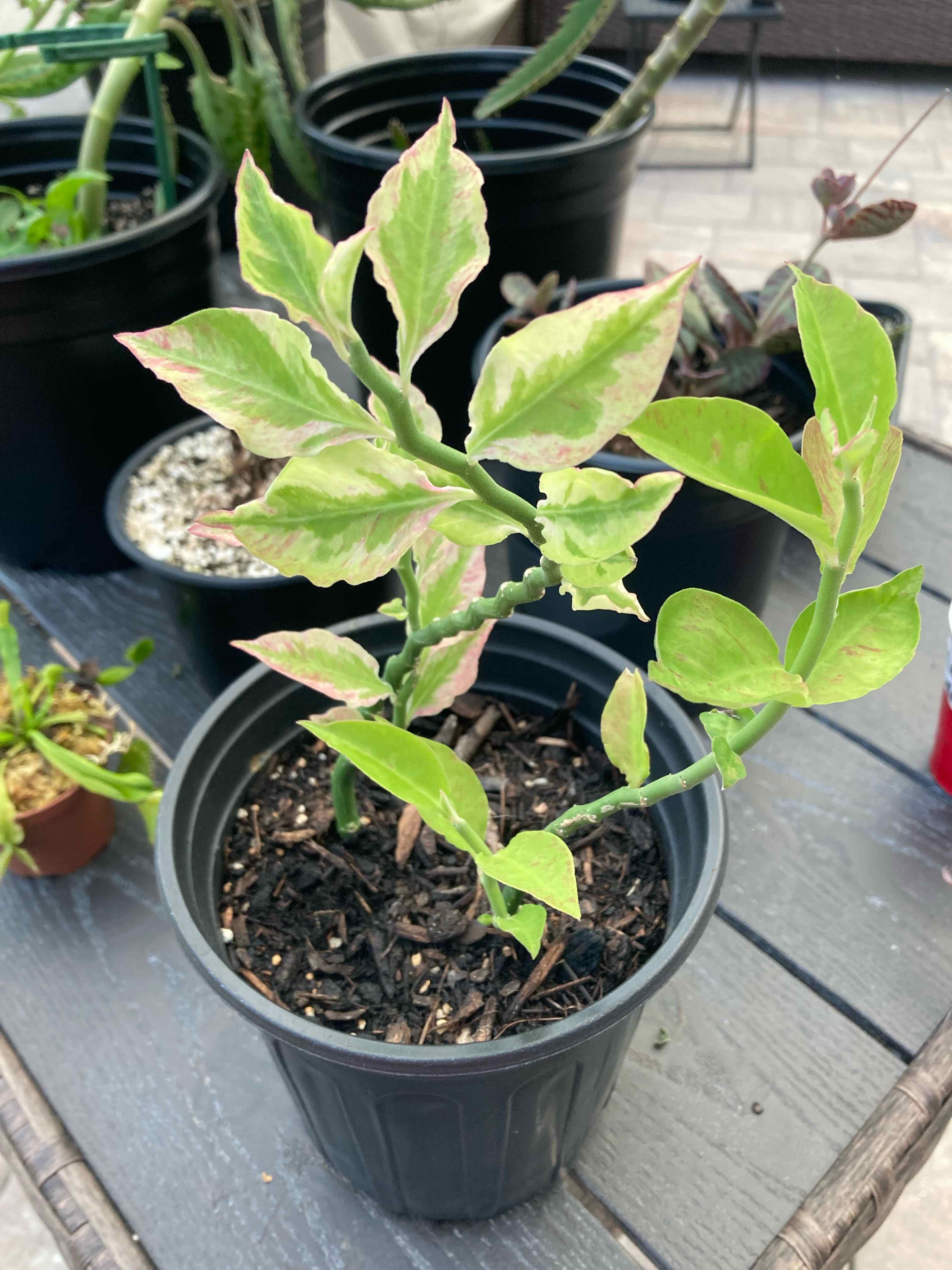 Photo of the plant species Variegated Euphorbia tithymaloides by @ExoticTupeia named Sahara on Greg, the plant care app