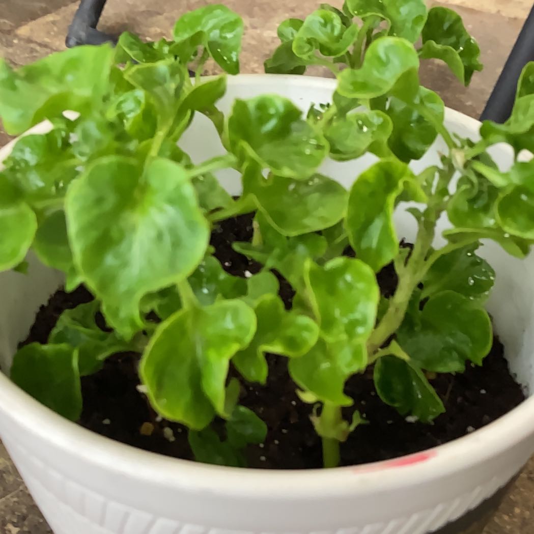 Photo of the plant species Brazillian Spinach by @ExoticTupeia named Planty on Greg, the plant care app