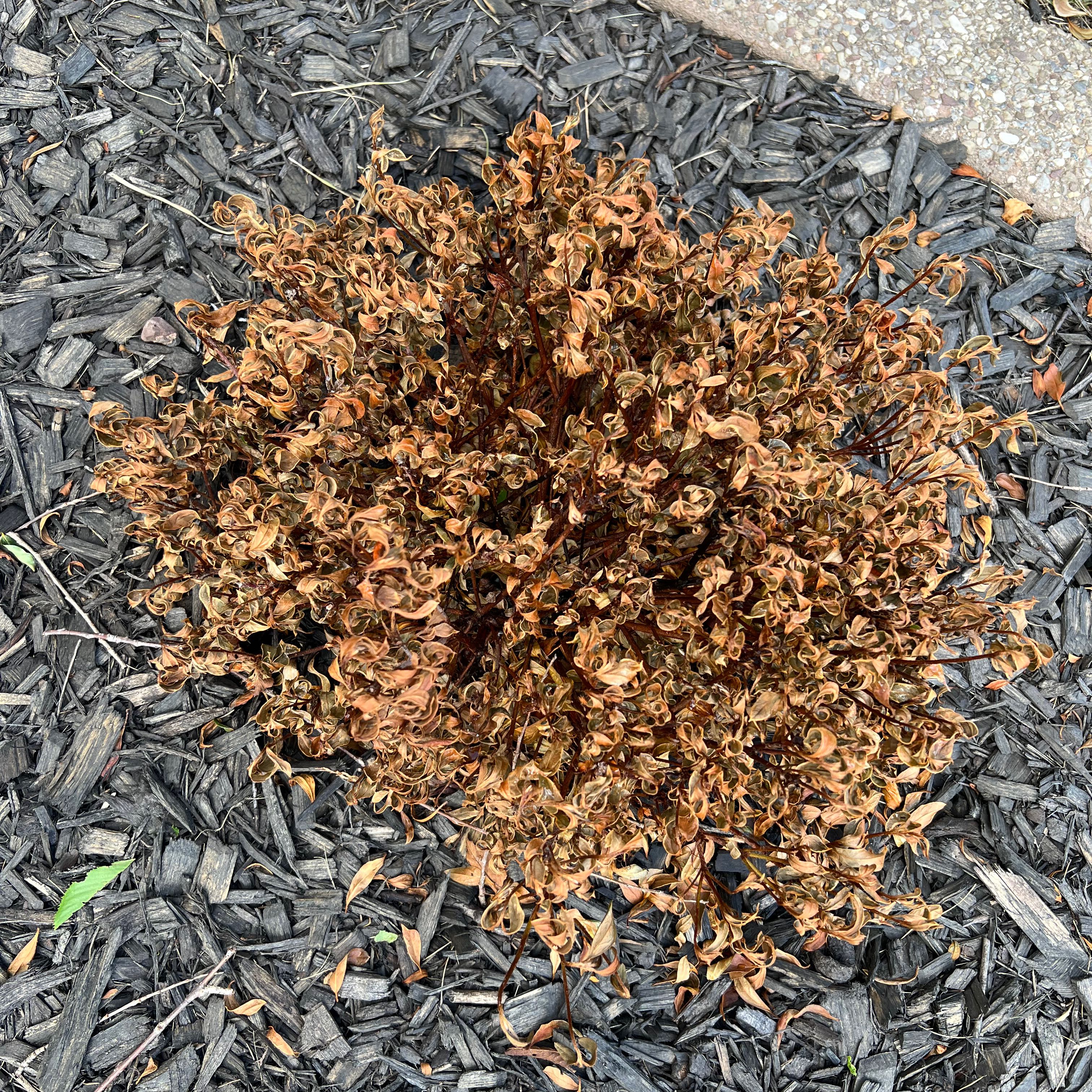 Photo of the plant species Azalea by @SpeedyCutgrass named Aristotle on Greg, the plant care app