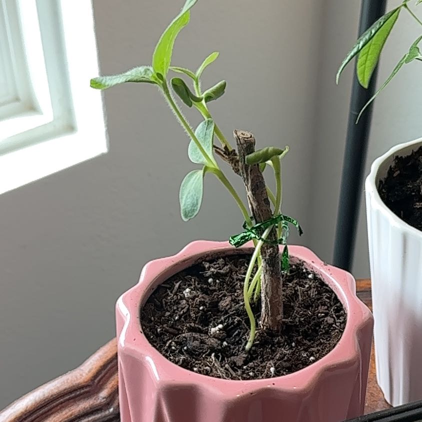 Photo of the plant species Parry's Dwarf-Sunflower by @CaptainCapeivy named Gobi on Greg, the plant care app